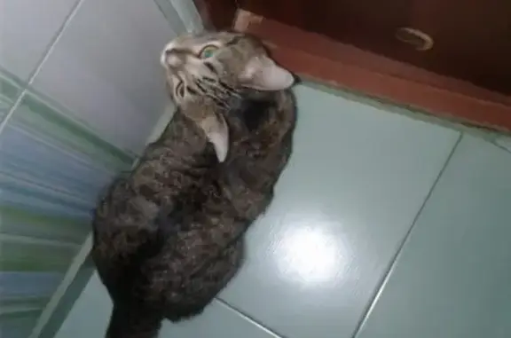 Найдена кошка: О. Кошевого, 75, Томск