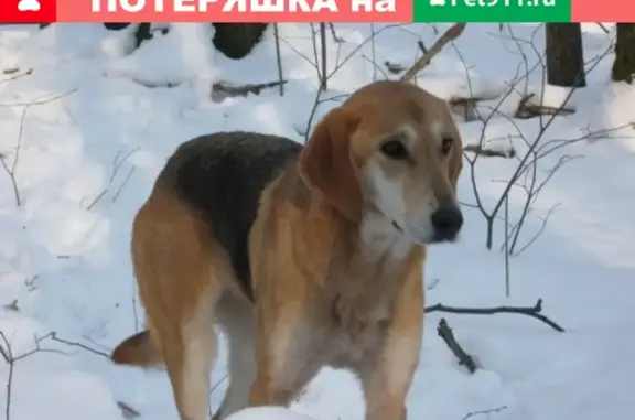 Пропала охотничья собака в селе Ключи, Красноармейский район