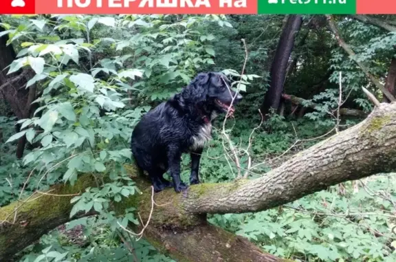 Пропала собака Гоша на ул. Карла Маркса.
