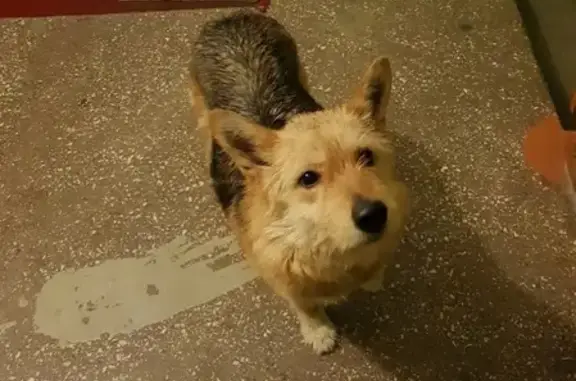 Собака найдена на ул. Морской в Мурманске.