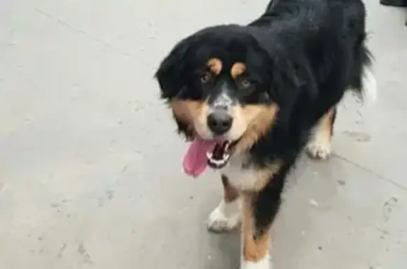 Найдена собака в Выборгском районе, нужна помощь в поиске хозяев!