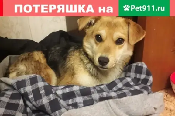 Найдена собака в селе Сидоровское, Московская область