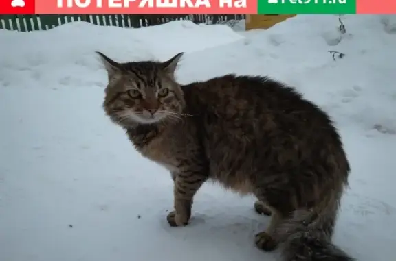 Найден кот в Бронницах, Московская область