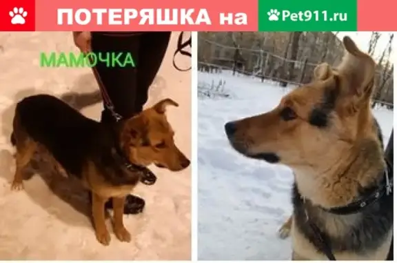 Найдена собака в Жуковском, Московская область!