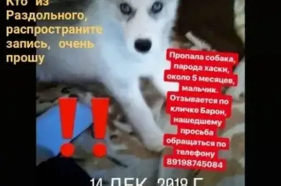 Пропала собака в селе Раздольном, Краснодарский край