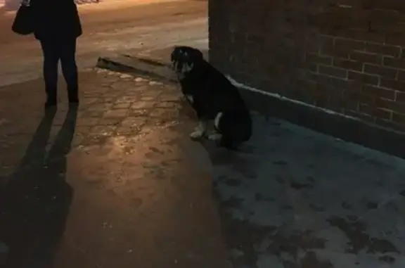 Собака найдена у Трц Рубин в Твери