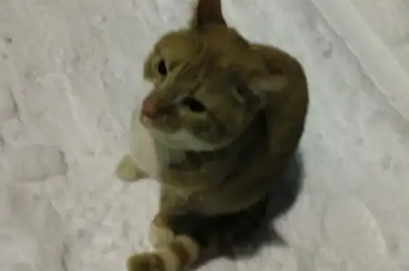 Найден рыжий кот с ошейником в Снежногорске
