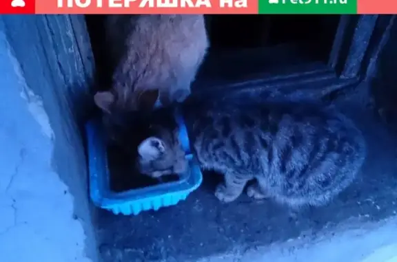 Найдена кошка с голубым ошейником в Тамбове