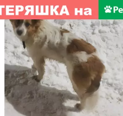 Собаки потеряшки, Липецк, фото: Потеряшка собака 