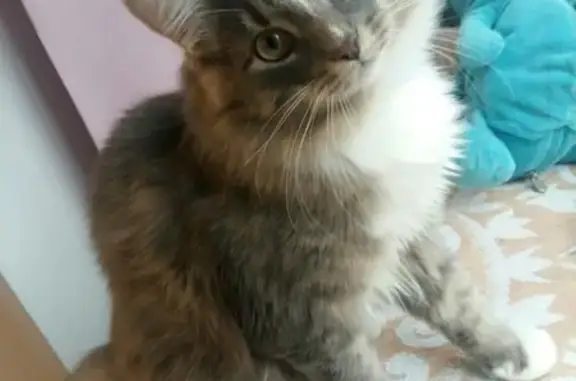 Кошки потеряшки, Смоленск, фото: Потеряшка кот с ошейником на улице Кирова, Смоленск