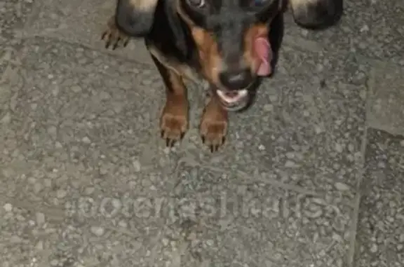 Найдена собака на Широкой улице