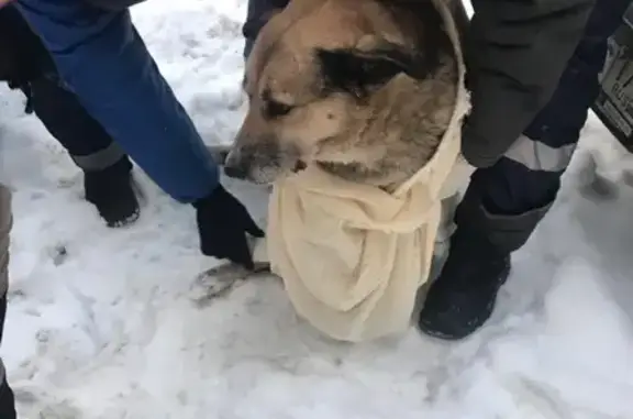 Найдена собака на Композиторов 23.01 в СПб, Выборгский р-н