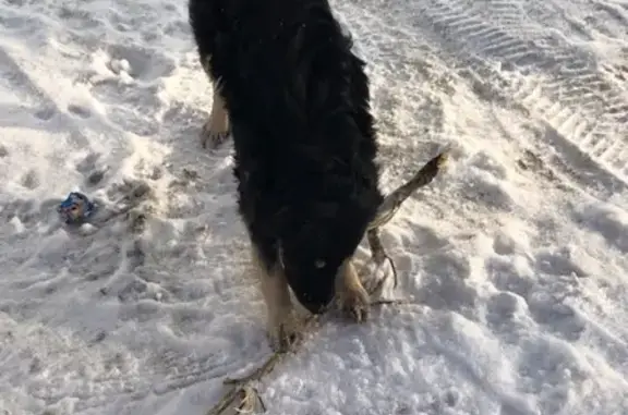 Найдена собака в Ленинском, Кемерово