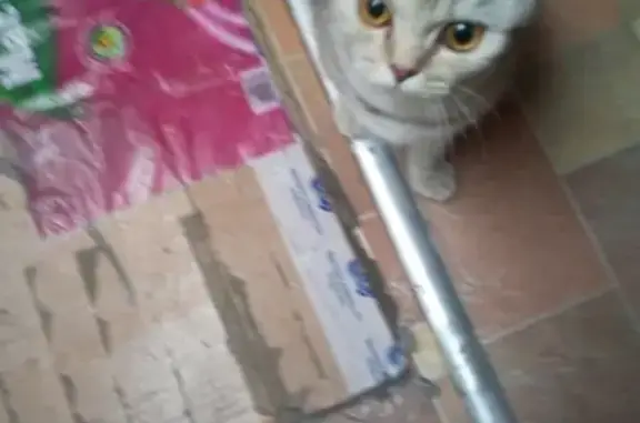 Найдена кошка на Павловском тракте, кто потерял?