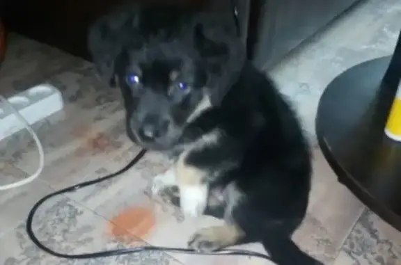 Найден щенок в Каменске-Уральском