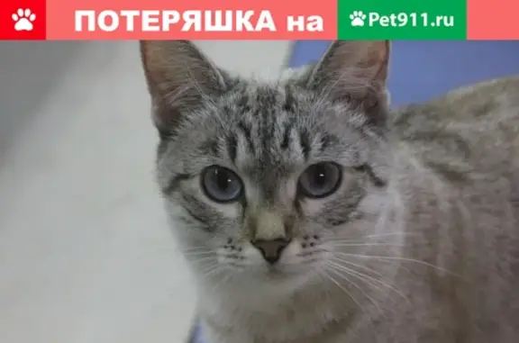 Пропала тайская кошка в Красном перекопе, Ярославль