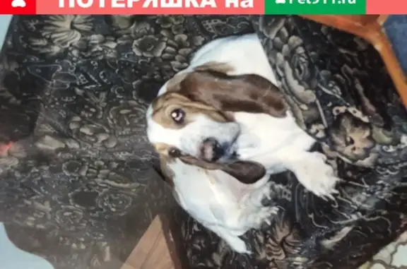 Пропала собака без кусочка уха в Нефтеюганске