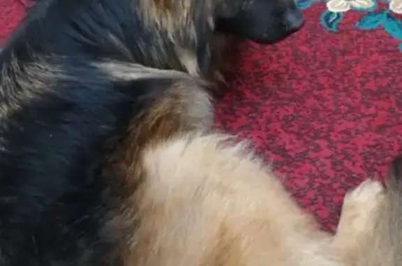 Найдена собака в Наро-Фоминске с клеймом на ушке