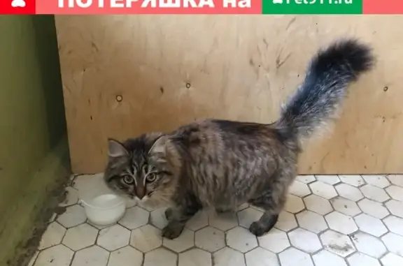 Найдена кошка: Молодежная 19, Ухта.