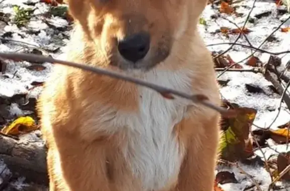 Пропала собака в поселке Кирова, Пермский край