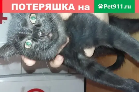 Найдена кошка на Часовой улице, Москва