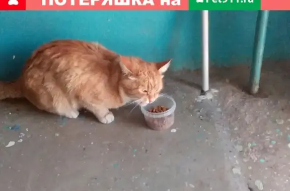 Найдена кошка в Магнитогорске #потеряшка@zoo_mgn