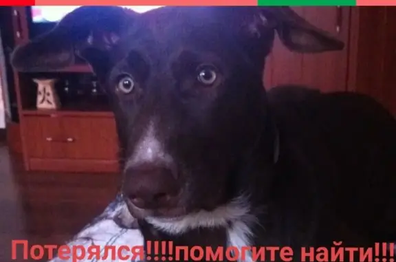 Пропала собака Браун в лесу между Щёлково-7 и Ивантеевкой