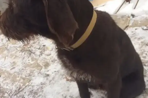 Найдена собака в Таганроге, хозяин ищется.