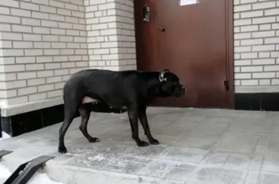 Найдена собака на улице Лунной, Бердск