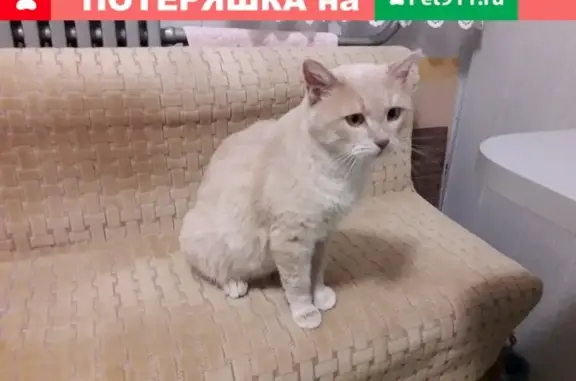 Найден котик в Белгороде, ищет дом