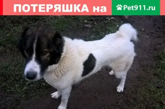 Пропала собака в Малом Василево, Тверская область