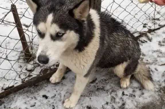 Найдена собака в Ростове, ул. Строевой