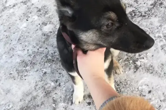 Собака в ошейнике найдена в Ачинске, Красноярский край
