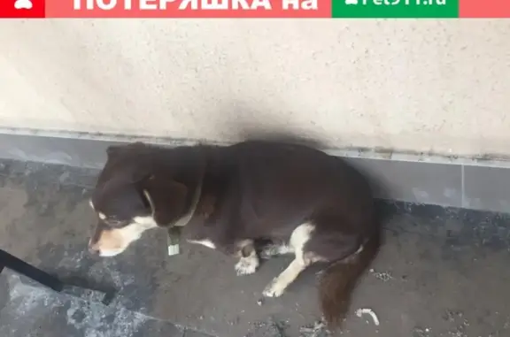 Найдена собака на бульваре в Красноармейском районе Волгограда