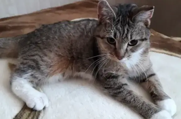 Найдена кошка на Софийской ул, СПб