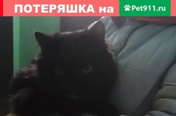 Найден домашний кот на ул. Чайковского, Верхняя Пышма.