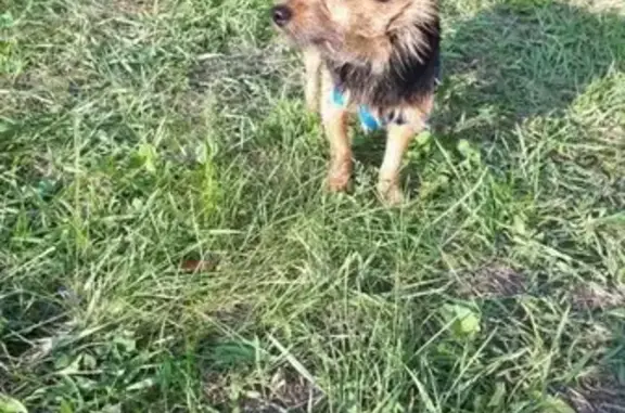 Пропала собака Кабель в Воронеже