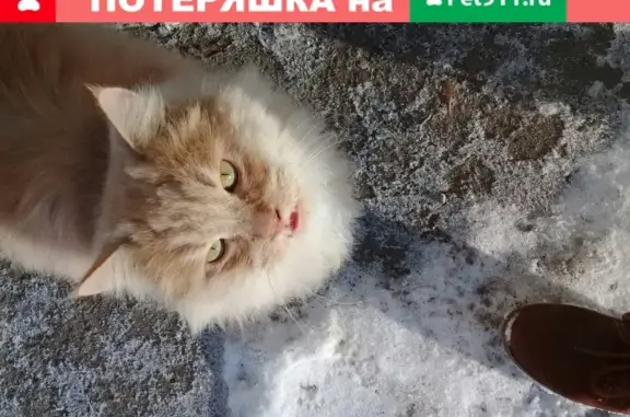 Найдена кошка в Коломне, ждет своего хозяина