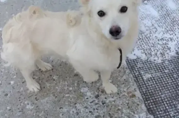 Найдена потеряшка собака в Бугульме