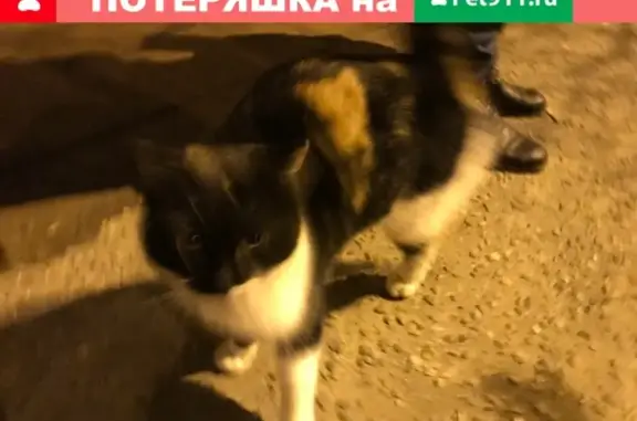 Найдена кошка в ЮМР, Краснодар