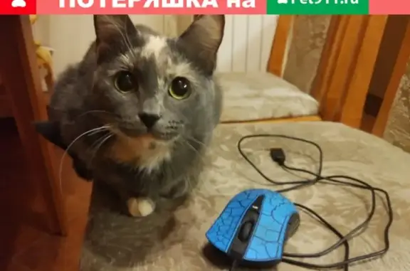 Найдена кошка в СПб, район м.Петроградская