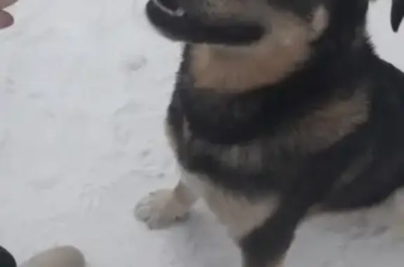Найдена собака на ул. Заостровка в Заволжском районе