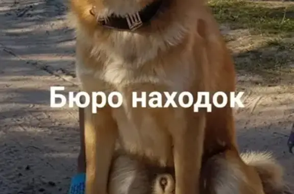 Пропала собака в Архангельске, район 3 лесозавода, рыжая Лайка 
