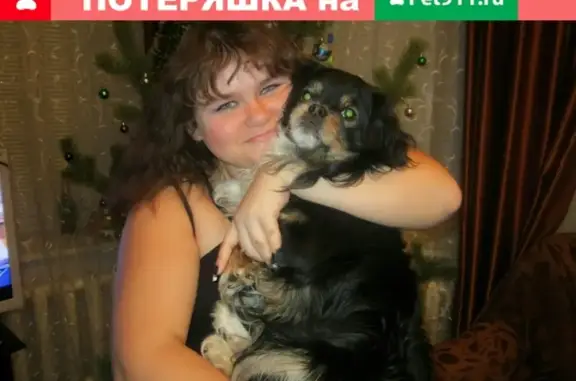 Пропала собака Малыш, усольцева 15, Сургут