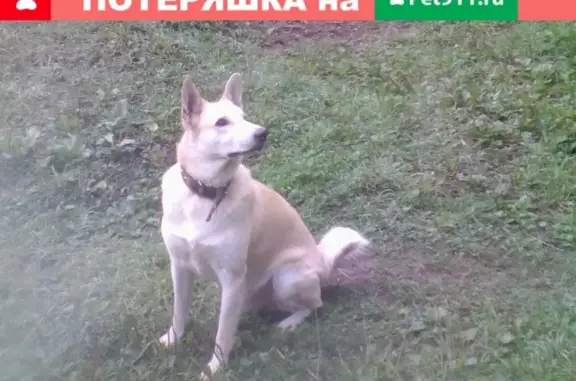 Пропала собака Камиль в районе Новосибирского жилмассива
