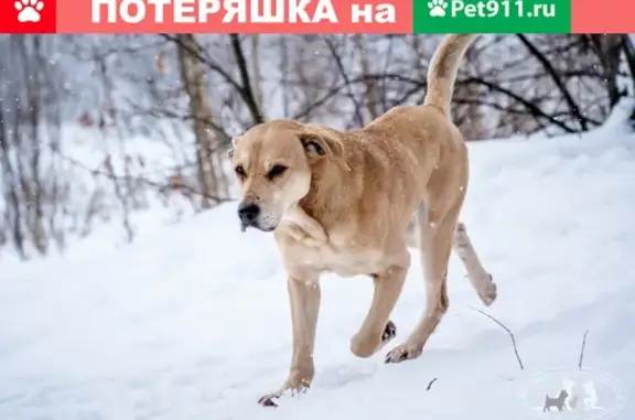 Собака найдена в д. Пешково, ищем владельца