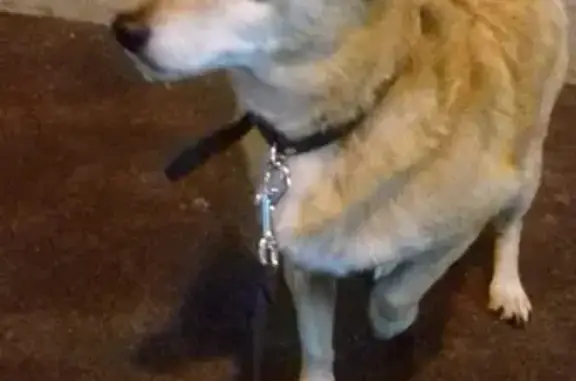 Собака найдена возле ТРЦ Юбилейный в Иркутске