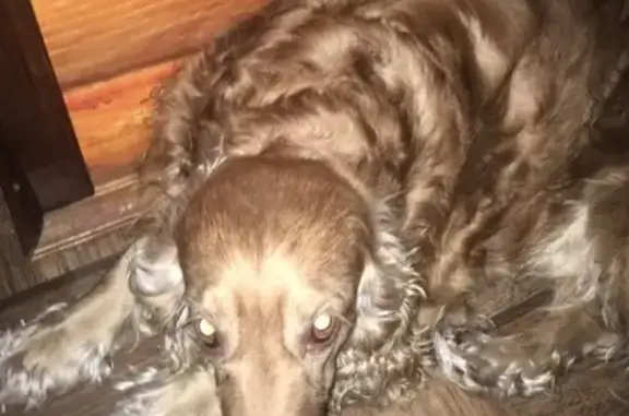 Пропала собака в районе Недостоево, Рязань