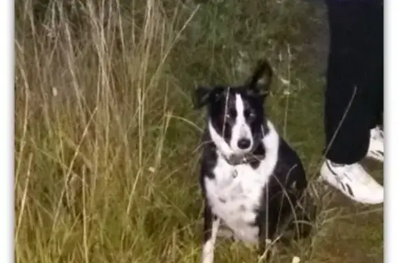 Собаки потеряшки, Великий Новгород, фото: Потеряшка собака Лана в Великом Новгороде