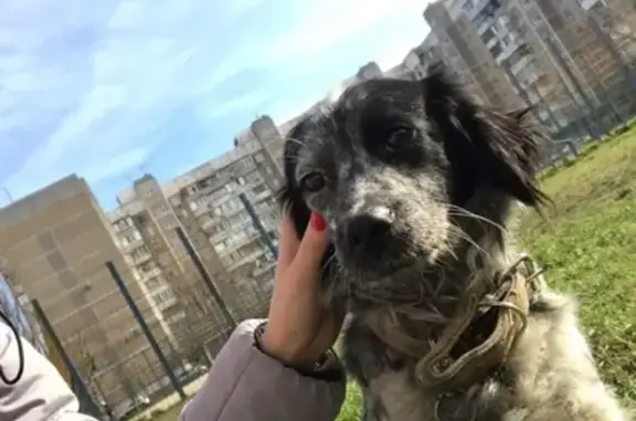 Собака-девочка найдена в Краснодаре на улице Гидростроителей, 28